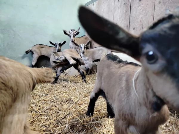 Becchetti genetica selezionata Camosciate delle Alpi