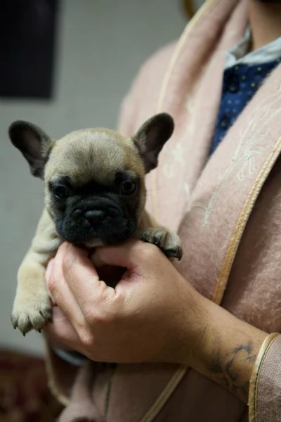 Cuccioli Bulldog francese | Foto 6