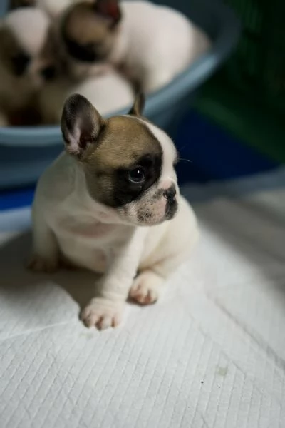 Cuccioli Bulldog francese | Foto 5