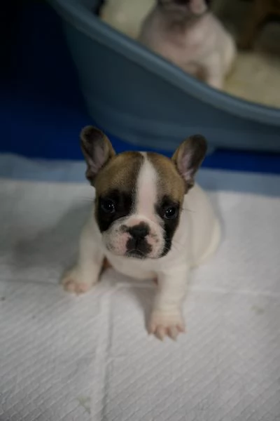 Cuccioli Bulldog francese | Foto 4