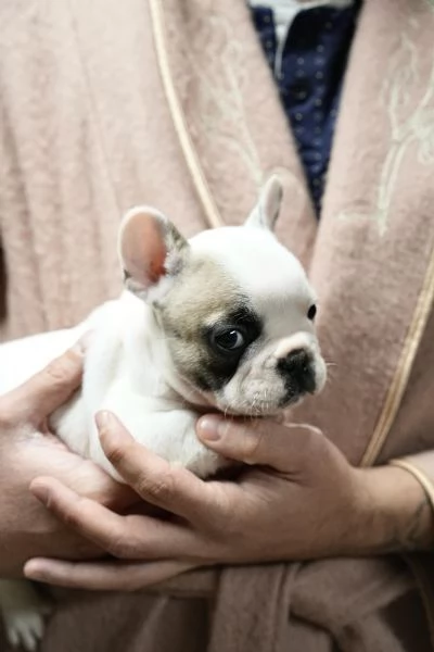 Cuccioli Bulldog francese | Foto 3