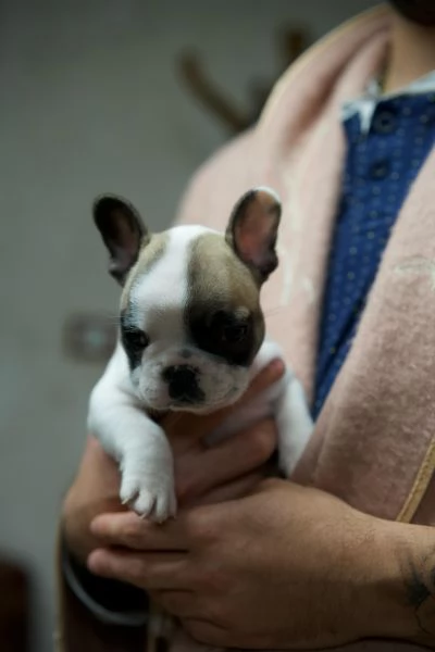 Cuccioli Bulldog francese | Foto 2