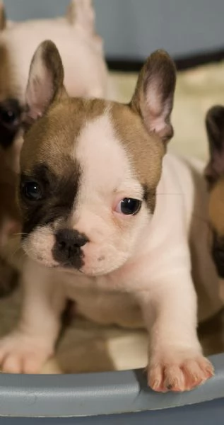 Cuccioli Bulldog francese | Foto 1