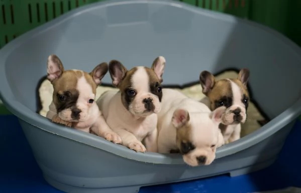 Cuccioli Bulldog francese | Foto 0