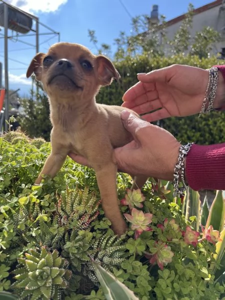 Cucciola di Pinscher cerca casa