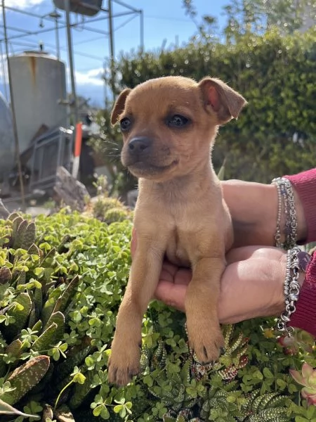 Cucciola di Pinscher cerca casa | Foto 3