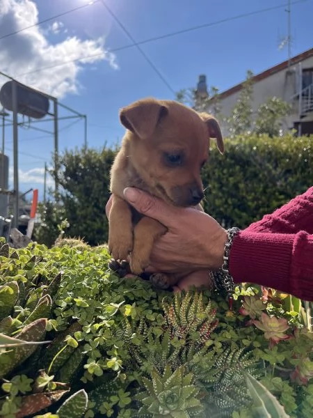 Cucciola di Pinscher cerca casa | Foto 2