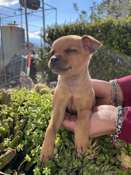 Cucciola di Pinscher cerca casa | Foto 0