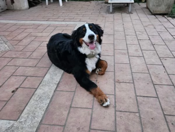 cuccioli di Bovaro Bernese senza Pedigree  | Foto 2