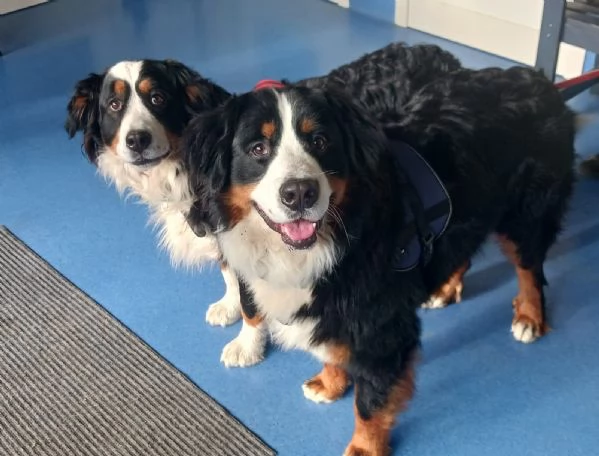 cuccioli di Bovaro Bernese senza Pedigree  | Foto 0