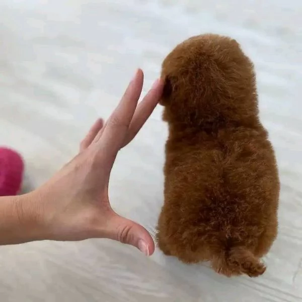 Cuccioli di Barboncini taglia piccola | Foto 0