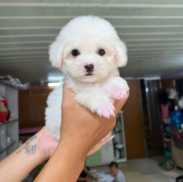 CUCCIOLI DI BARBONCINO TAGLIA TOY | Foto 0