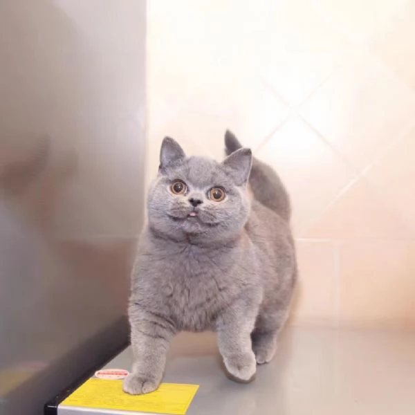 Gattini British Shorthair