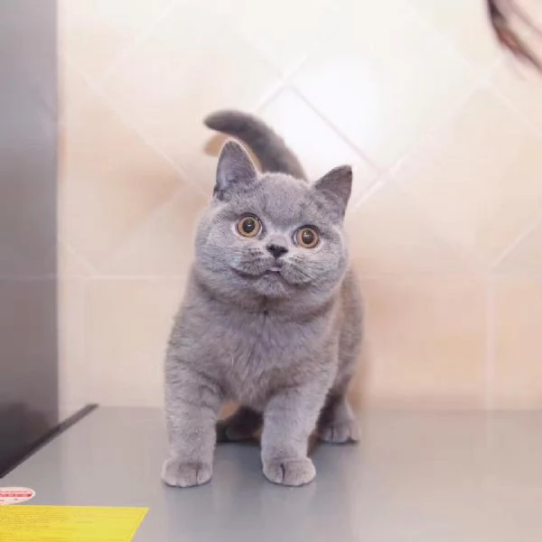 Gattini British Shorthair | Foto 0