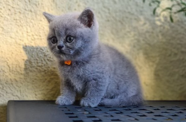 Due meravigliose British shorthair