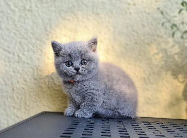 Due meravigliose British shorthair | Foto 0