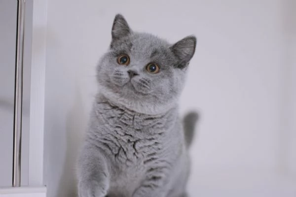 BELLISSIMI Gatti British shorthair