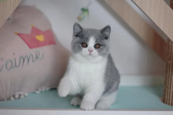 BELLISSIMI Gatti British shorthair | Foto 0