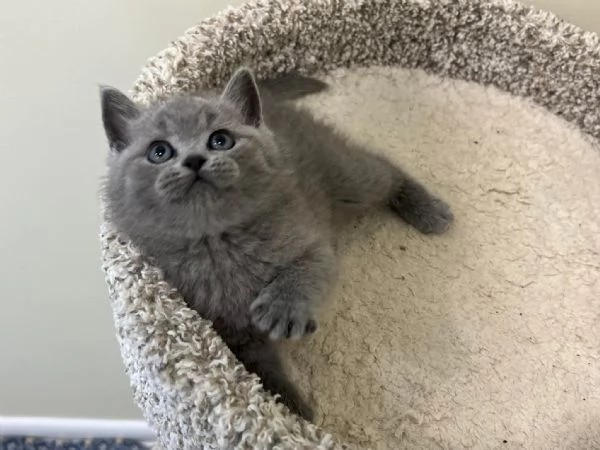 Gattini British Shorthair