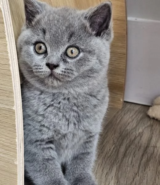 British shorthair maschio e femmina | Foto 0