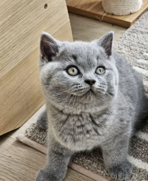 British shorthair maschio e femmina