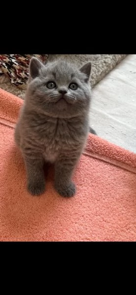 Gattini British Shorthair | Foto 0