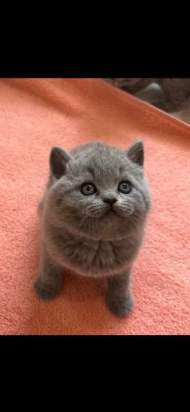 Gattini British Shorthair