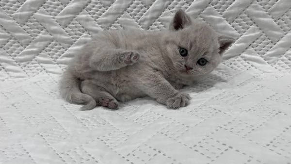 Due British shorthair | Foto 0