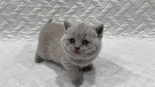 Due British shorthair