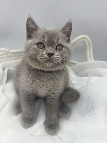 Gatti British shorthair