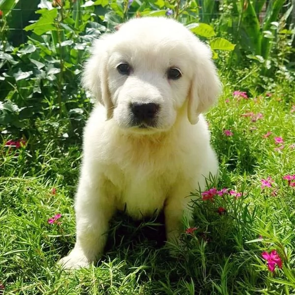 Cuccioli di Golden Retriever 