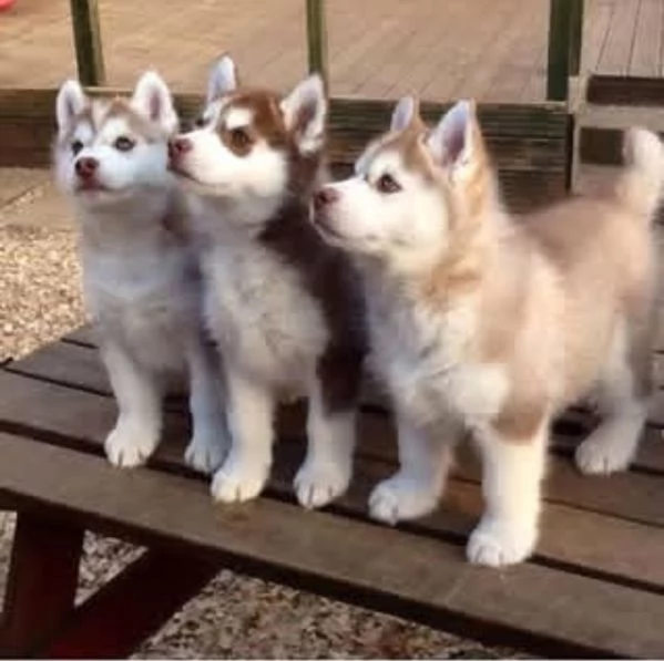 Cuccioli di Siberian Husky