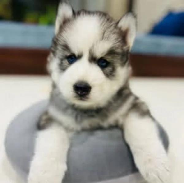 Husky Siberiano