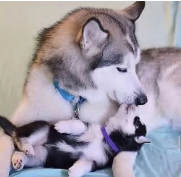 Husky siberiano