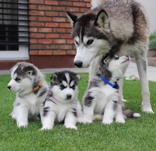 cuccioli di siberian husky