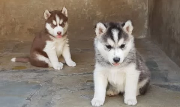 cucciolata Siberian husky