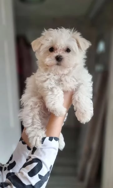 Cucciolo di Maltese