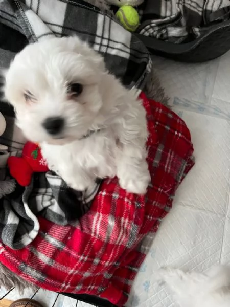 Maltese Toy