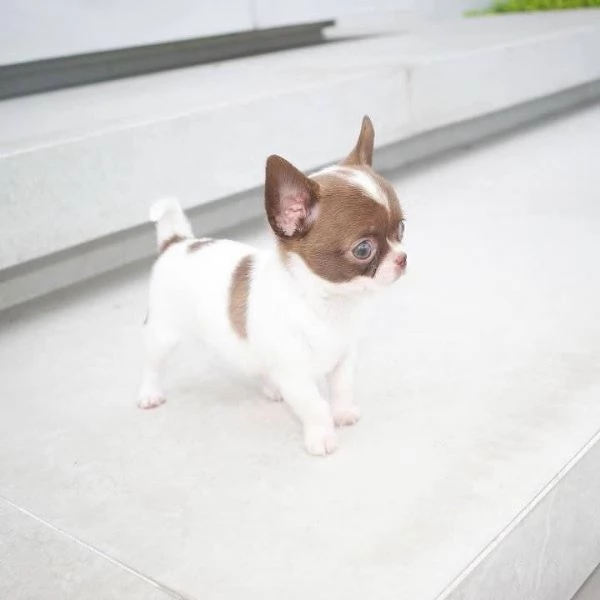 Splendido Chihuahua Teacup