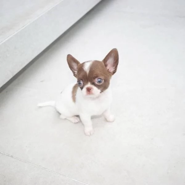 Splendido Chihuahua Teacup | Foto 0