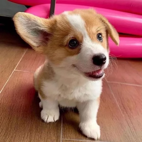 Adorabile Pembroke Welsh Corgi