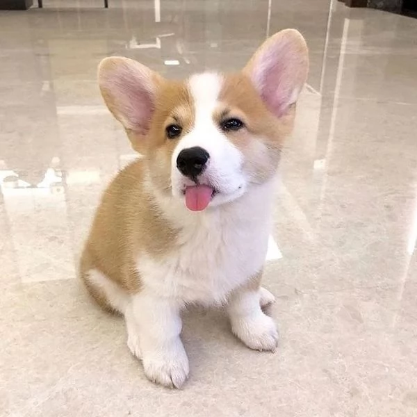 Adorabile Pembroke Welsh Corgi | Foto 0