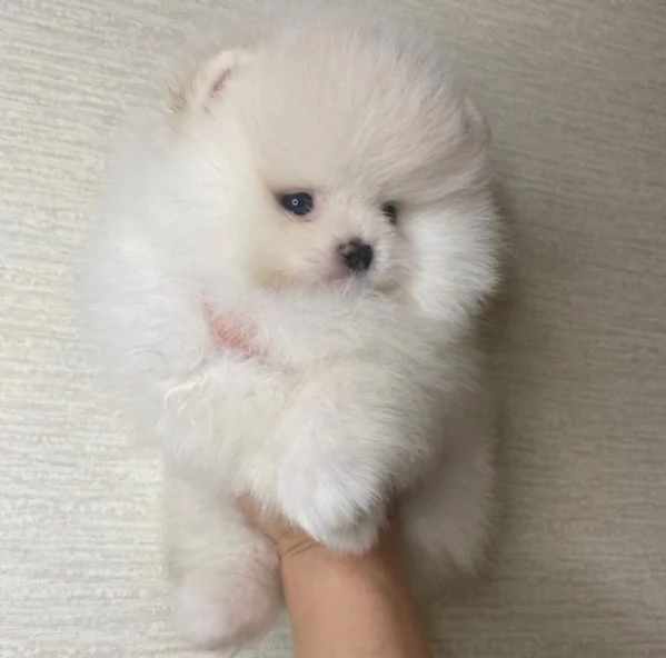 Bellissimo cucciolo di Pomerania Teacup | Foto 1