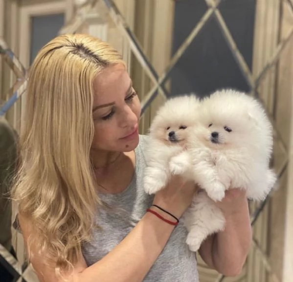 Bellissimo cucciolo di Pomerania Teacup