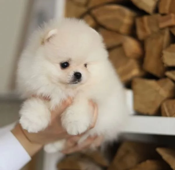 Bellissimo cucciolo di Pomerania Teacup | Foto 0