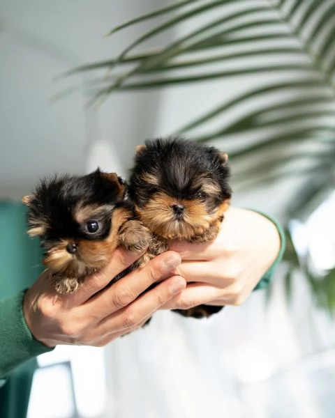 Adorabile Teacup Yorkie