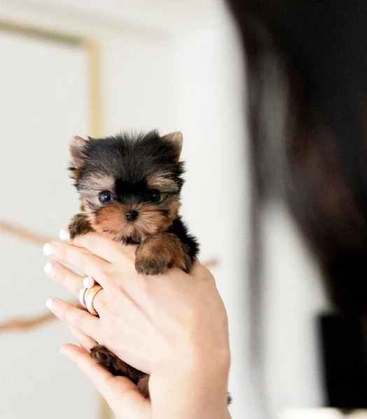 Adorabile Teacup Yorkie | Foto 0