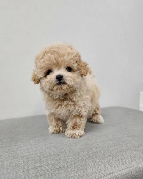 Adorabile cucciolo di Teacup Maltipoo