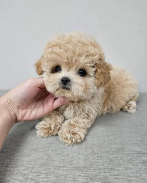 Adorabile cucciolo di Teacup Maltipoo | Foto 1