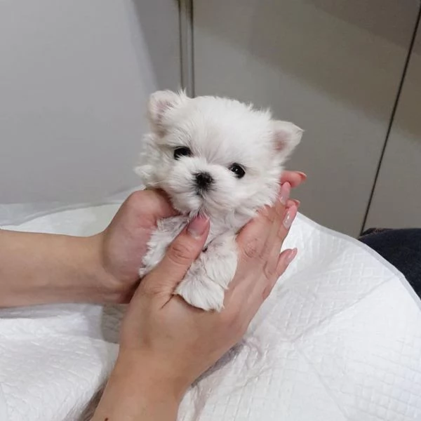 Splendidi cuccioli di Teacup Maltese | Foto 1